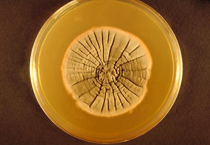 Neotestudina rosatii. CDC Public Health Image Library (PHIL).