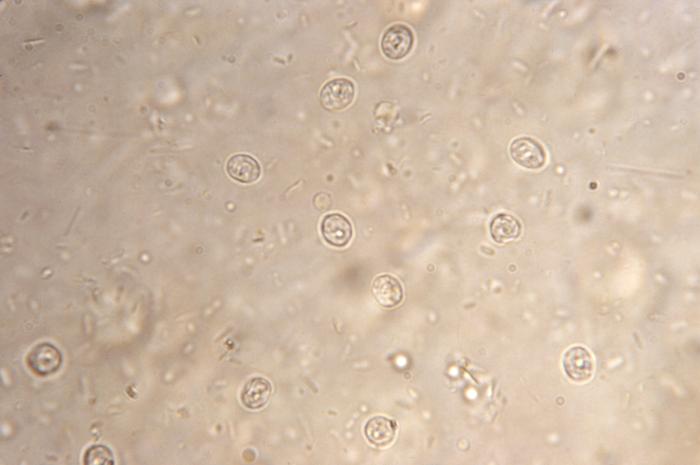 Muestra de heces con ooquistes de C. parvum. CDC Public Health Image Library (PHIL).