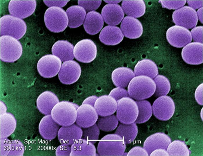 S. aureus. CDC Public Health Image Library (PHIL).