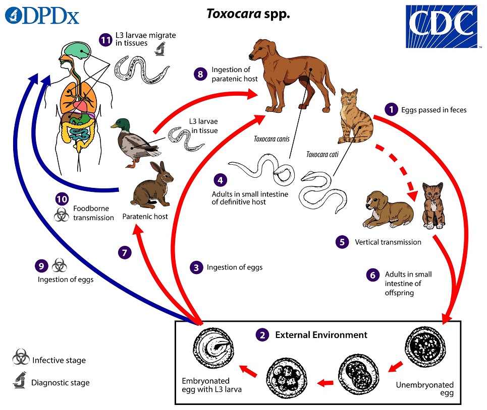 Ciclo de vida de Toxocara spp. CDC Public Health Image Library (PHIL)