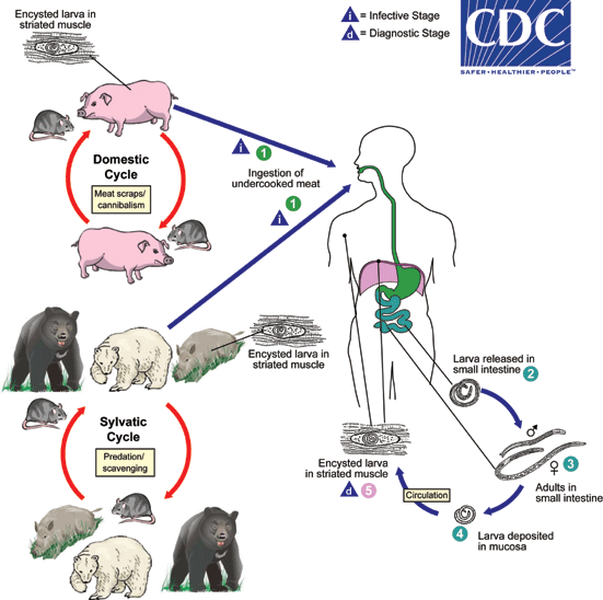  Ciclo de vida de Trichinella spp. DPDx - Laboratory Identification of Parasites of Public Health Concern.