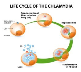 Ilustración de Chlamydia spp. Ciclo biológico de Chlamydia spp.