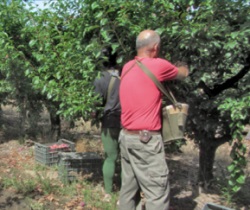 Trabajador en el campo recolectado fruta de un árbol