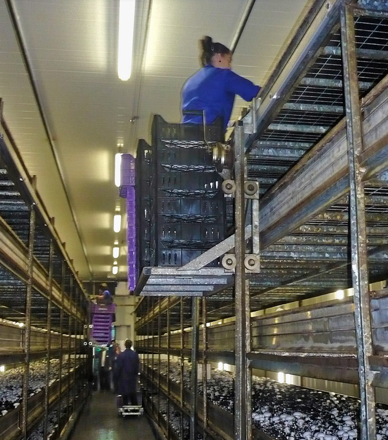 Trabajo en altura sobre plataforma sin protecciones contra caídas