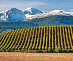 Paisaje con viñedos en primer plano y montañas nevadas al fondo