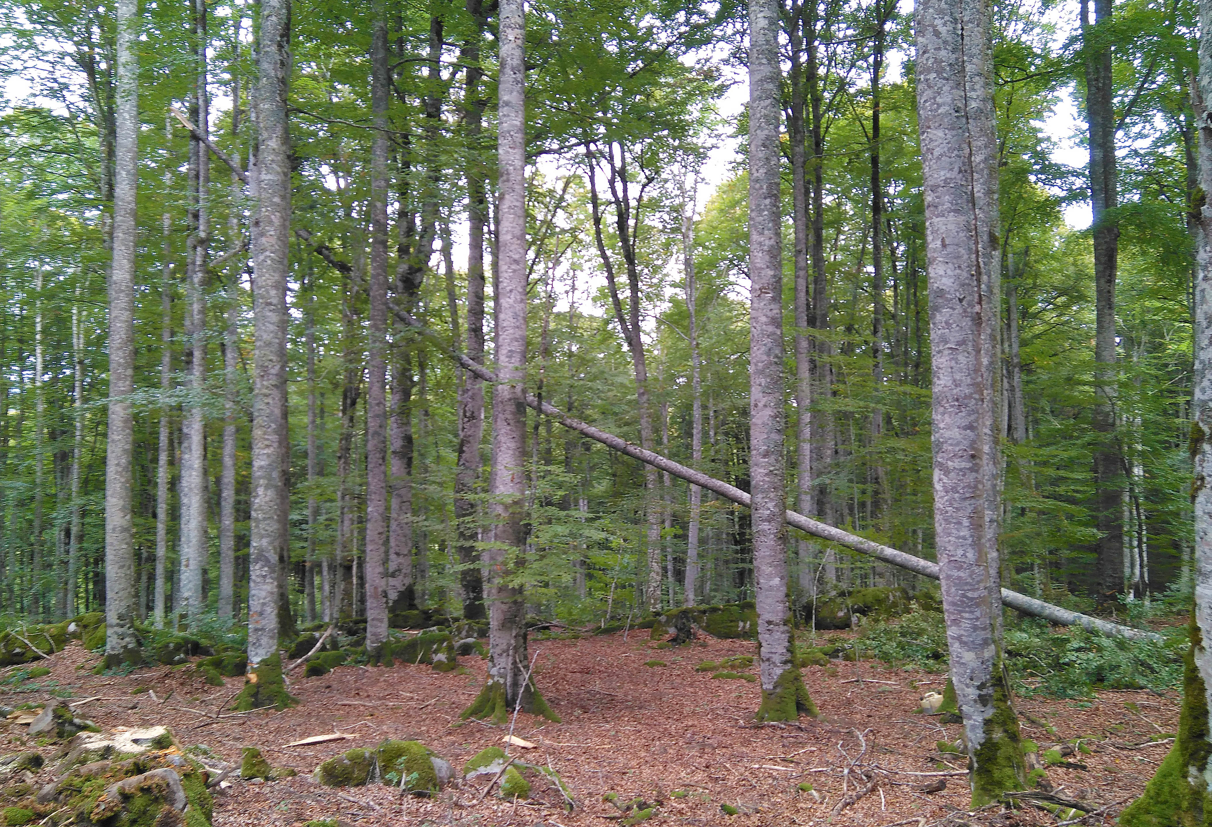 Figura 1: Árbol “cuco” o engarbado