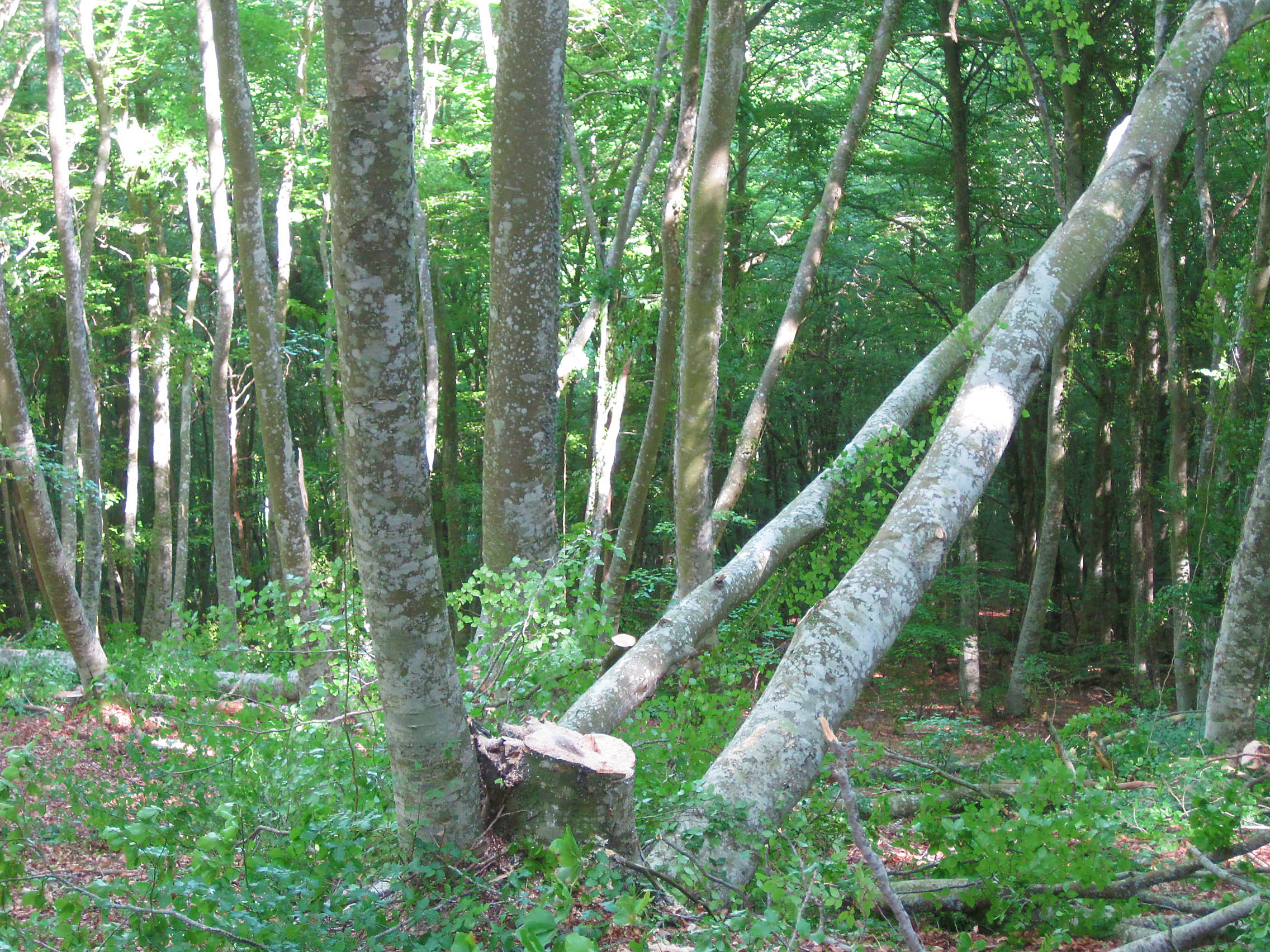 Figura 2: Árbol “cuco” o engarbado