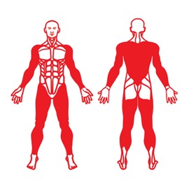 Imagen de lesiones en espalda, hombro, brazo, pierna