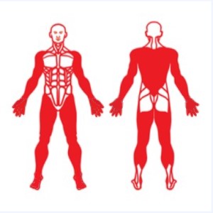 Imagen de lesiones en espalda, hombro, brazo, muñeca, mano y pierna