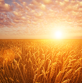 Imagen del ocaso sobre un campo de trigo