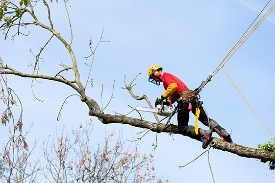 Imagen de un trabajador en un árbol