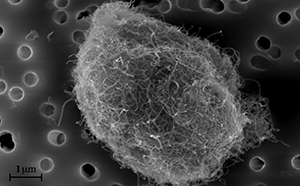 Imagen obtenida mediante microscopio electrónico de barrido (SEM, Scanning Electron Microscope) de nanotubos de carbono de pared múltiple.