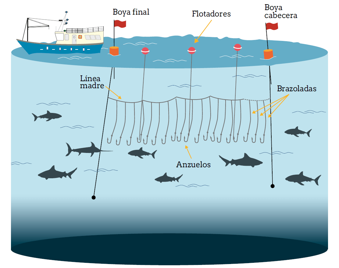 Banner de la noticia de la publicación de las NTP 1208 y 1209 en la que sale una imagen explicativa del palangre de superficie