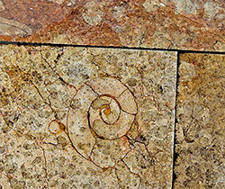 Imagen de un fosil en forma de espiral