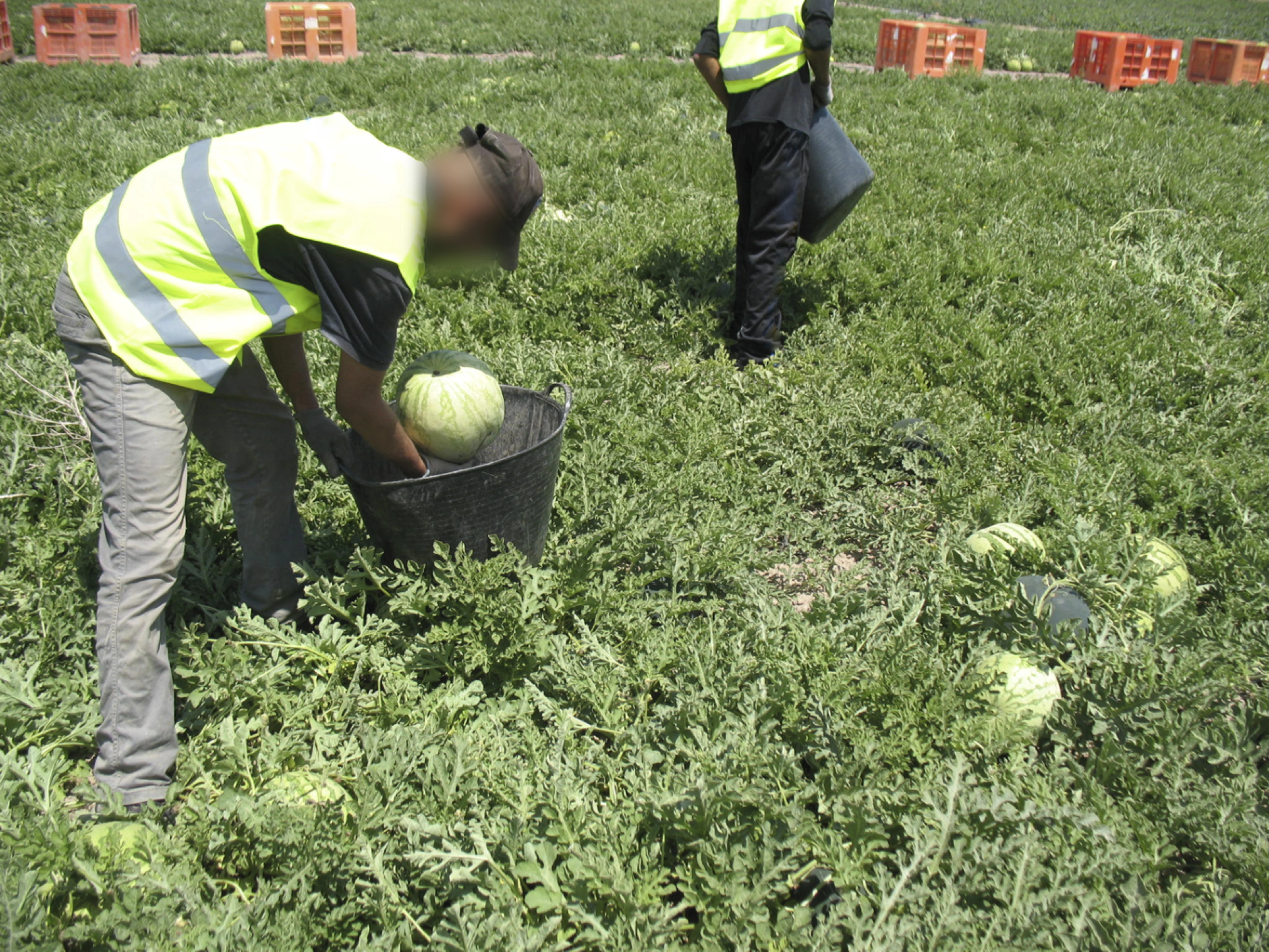 trabajador llenando capazo y desplazamiento