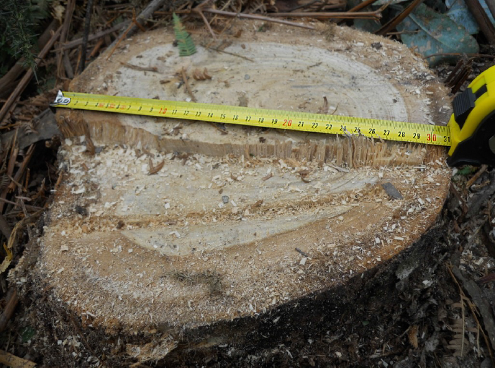 Medición de tronco cortado