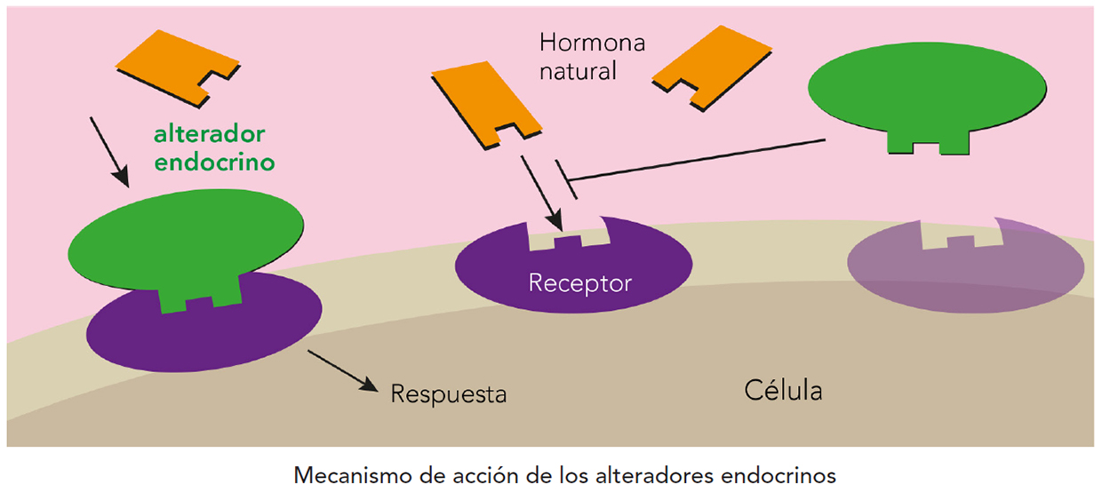 Gráfico mecanismo de acción de los alteradores endocrinos